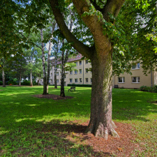 Westl Ring Bei dem Gerichte Baeume